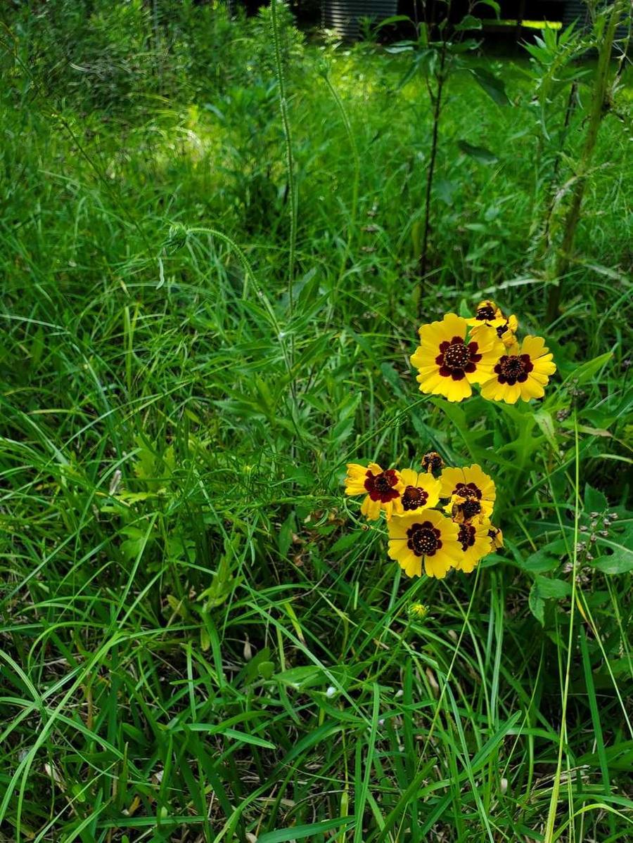 Coreopsis blooming in a native meadow