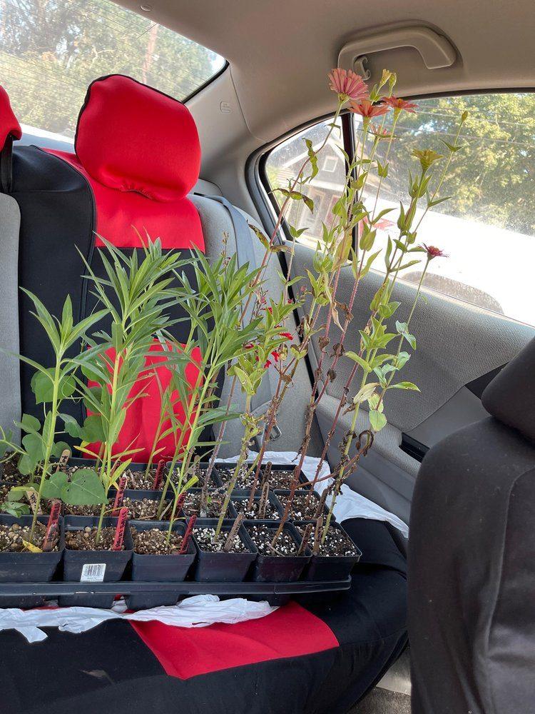 A backseat full of plants