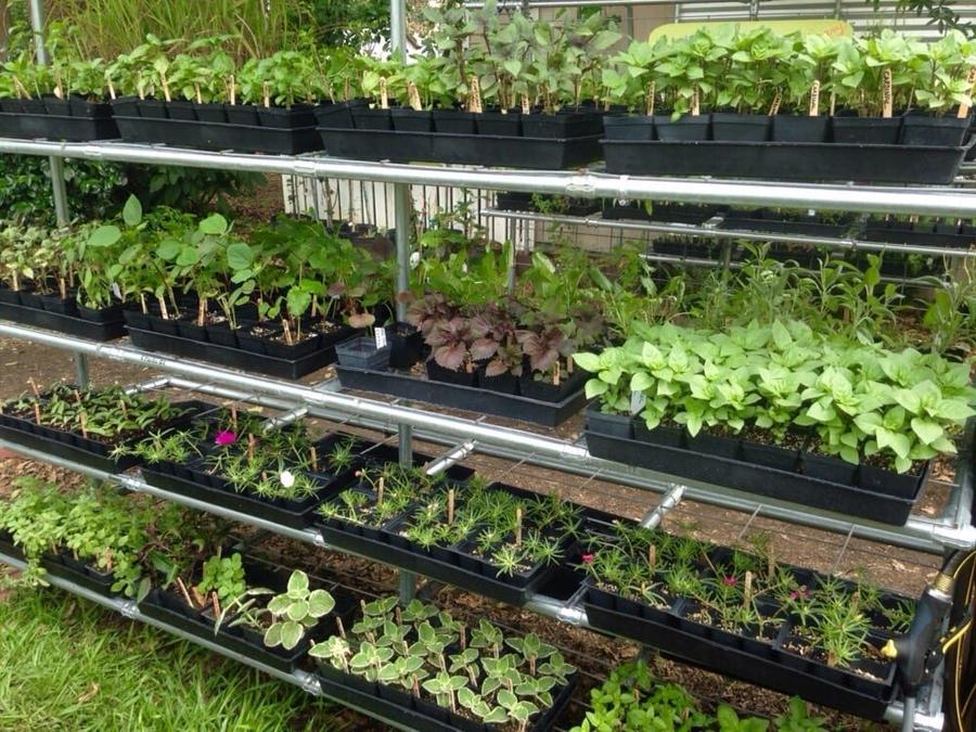 Seedling trays