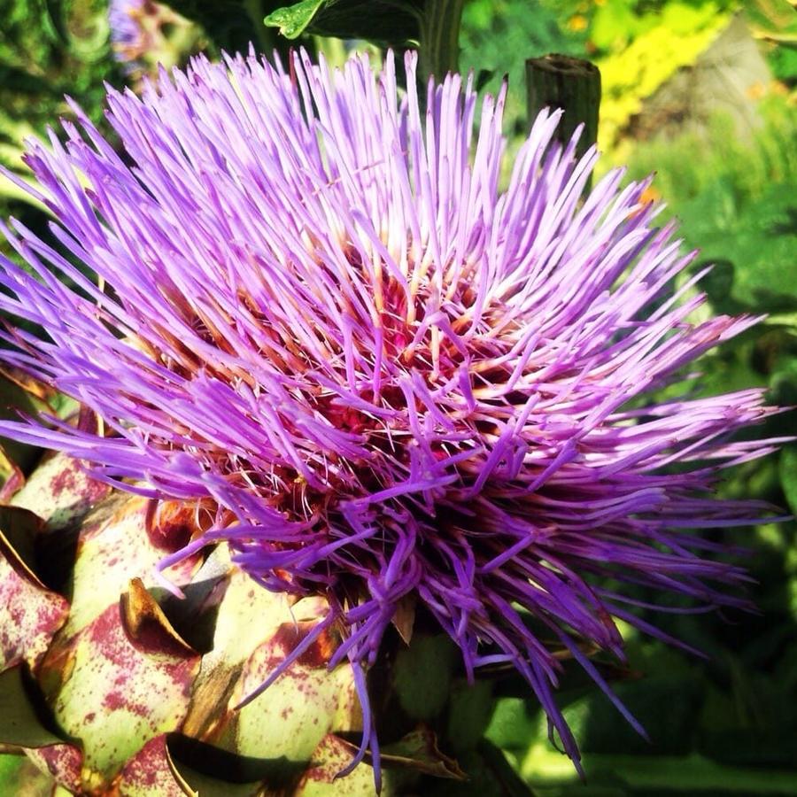 Purple thistle bloom