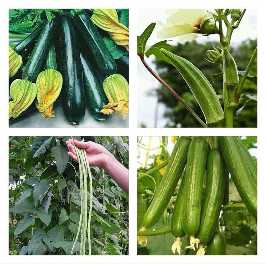 Heirloom squash, okra, beans, and cucumbers
